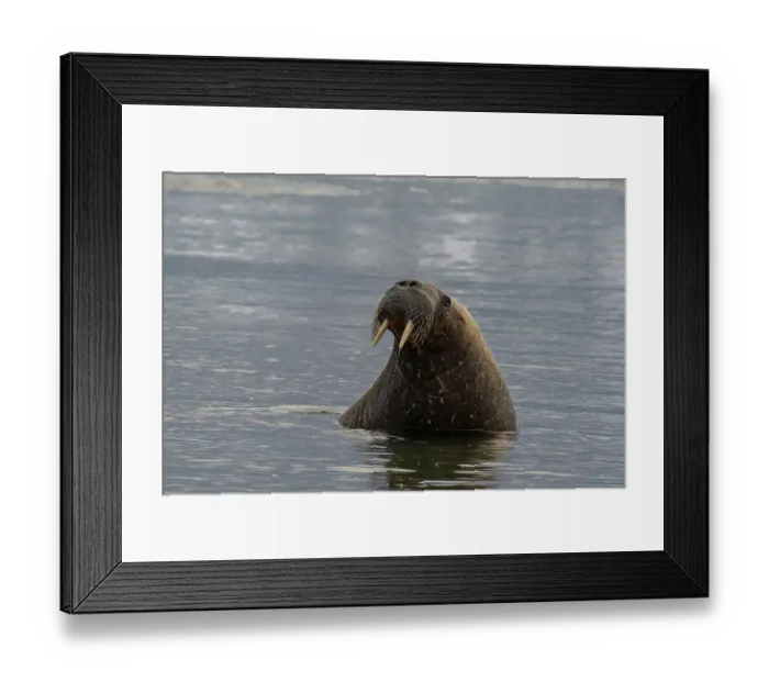 Framed Print : Svalbard, Norway. Portrait of Atlantic walrus Framed Print : Svalbard, Norway. Portrait of Atlantic walrus