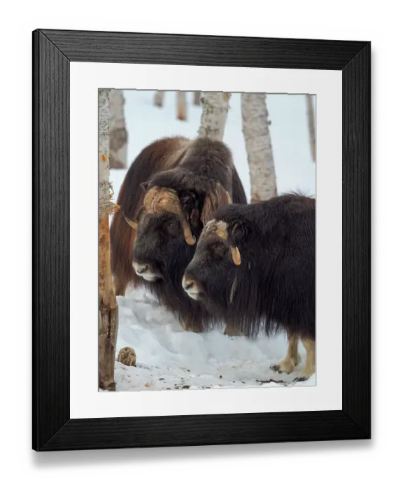 Framed Print : Muskox in deep snow during winter. Scandinavia, Norway, Bardu, Polar Park