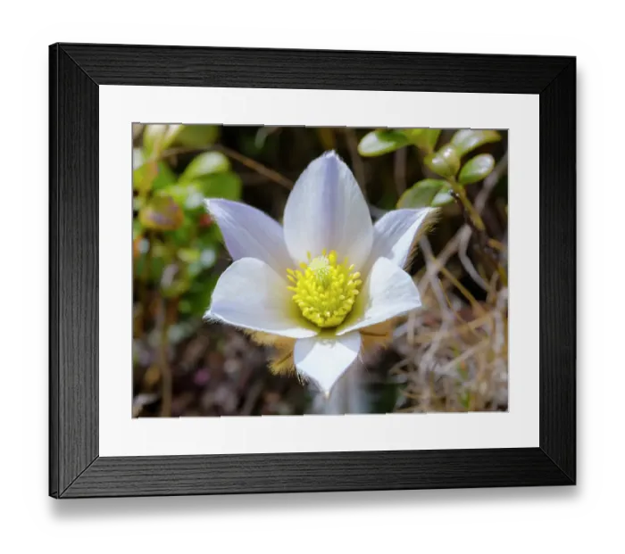 Framed Print : Spring pasqueflower also called arctic violet, lady of the snows growing in the high mountains of the Otztal Alps. Italy, South Tyrol, Alto Adige