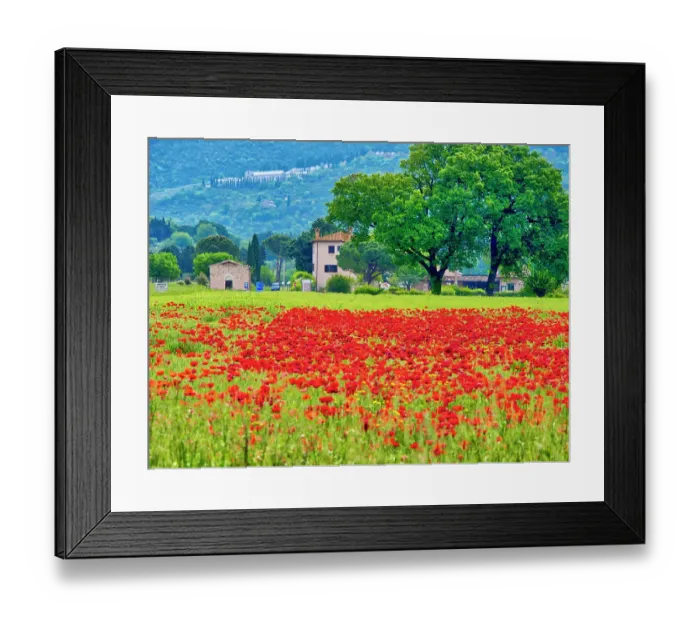 Framed Print : Italy, Umbria, Assisi. View of Assisi across the poppy covered field Framed Print : Italy, Umbria, Assisi. View of Assisi across the poppy covered field