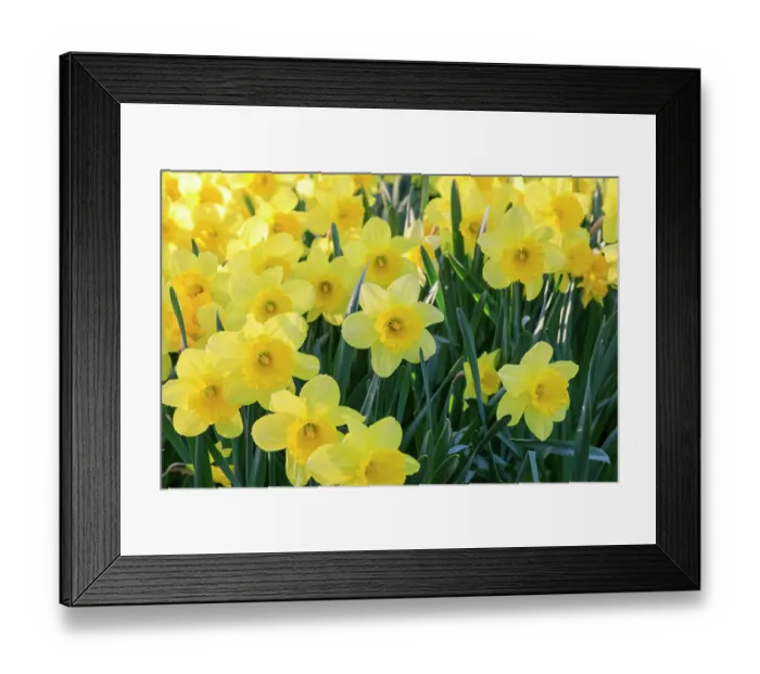 Framed Print : Netherlands, Zuid Holland, Lisse. Daffodils Framed Print : Netherlands, Zuid Holland, Lisse. Daffodils