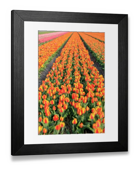 Framed Print : Netherlands, North Holland, Schagerbrug, Grote Sloot. Fields of tulips Framed Print : Netherlands, North Holland, Schagerbrug, Grote Sloot. Fields of tulips