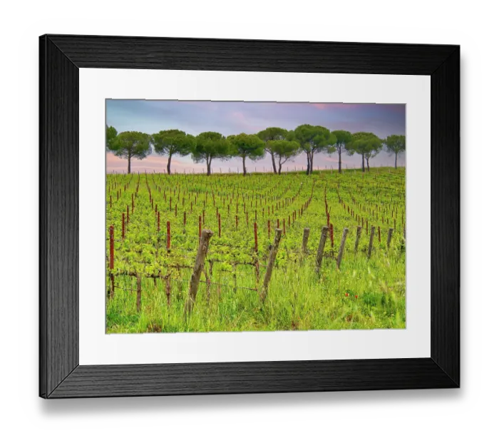 Framed Print : Italy, Umbria. Vineyards with long rows Framed Print : Italy, Umbria. Vineyards with long rows
