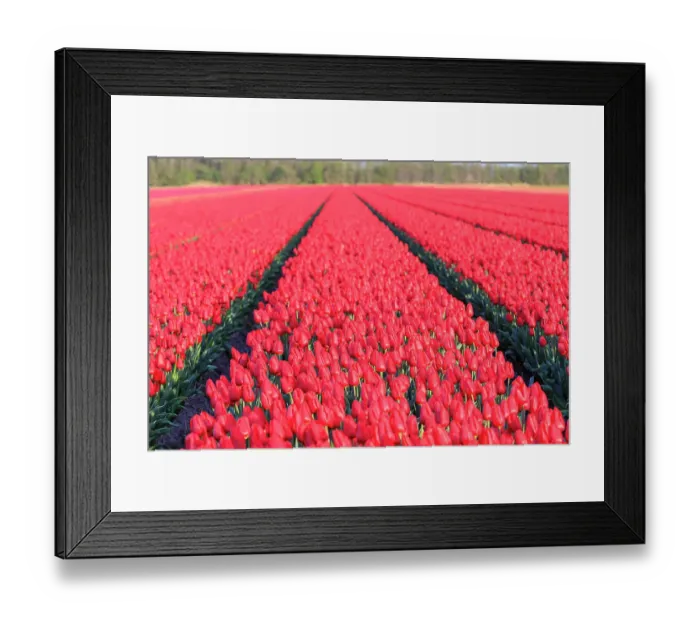 Framed Print : Netherlands, Noth Holland. Het Zand. Tulip fields Framed Print : Netherlands, Noth Holland. Het Zand. Tulip fields