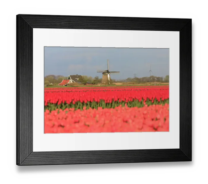 Framed Print : Netherlands, Noth Holland. Het Zand. Tulip fields. Windmill in background Framed Print : Netherlands, Noth Holland. Het Zand. Tulip fields. Windmill in background