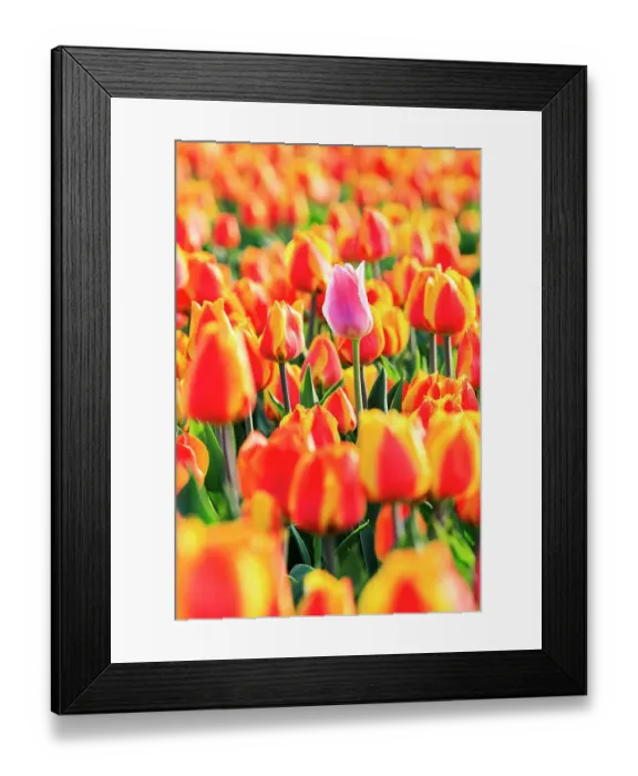 Framed Print : Netherlands, North Holland, Schagerbrug, Grote Sloot. Fields of tulips Framed Print : Netherlands, North Holland, Schagerbrug, Grote Sloot. Fields of tulips