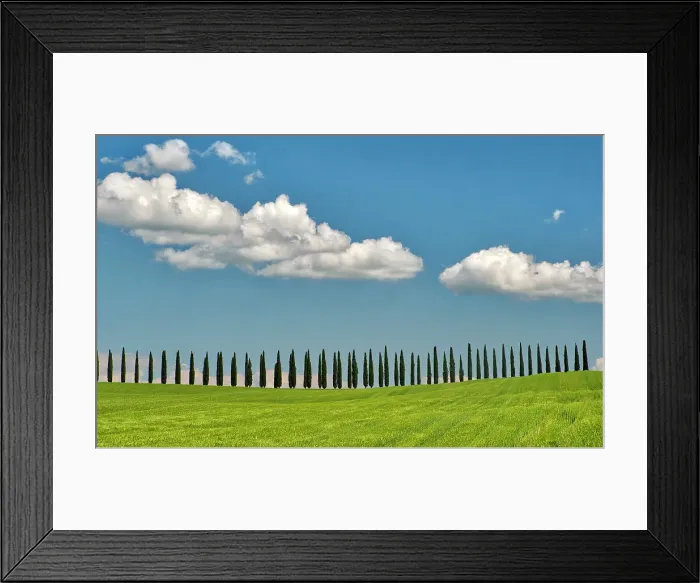 Framed Print : Italy, Tuscany. View of long rows of cypress trees Framed Print : Italy, Tuscany. View of long rows of cypress trees