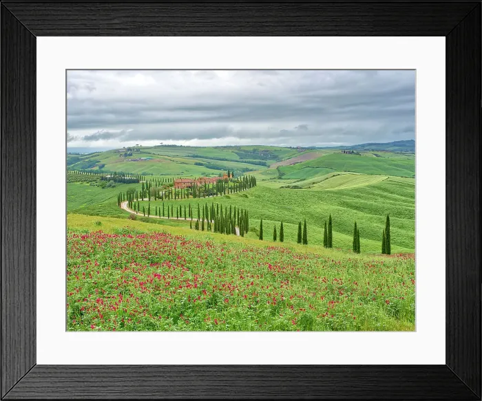 Framed Print : Italy, Tuscany, Asciano. Crete Senesi winding cypress road Framed Print : Italy, Tuscany, Asciano. Crete Senesi winding cypress road