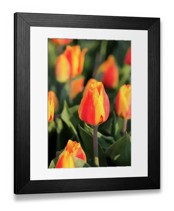 Framed Print : Netherlands, North Holland, Schagerbrug, Grote Sloot. Fields of tulips Framed Print : Netherlands, North Holland, Schagerbrug, Grote Sloot. Fields of tulips