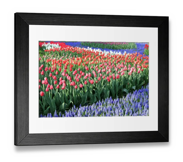 Framed Print : Netherlands, Zuid Holland, Lisse. Tulips. Hyacinths. Muscari armeniacum (Blue Grape Hyacinth) Framed Print : Netherlands, Zuid Holland, Lisse. Tulips. Hyacinths. Muscari armeniacum (Blue Grape Hyacinth)