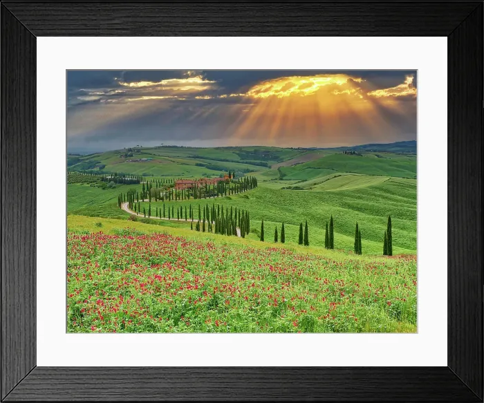 Framed Print : Italy, Tuscany, Asciano. Crete Senesi winding cypress road Framed Print : Italy, Tuscany, Asciano. Crete Senesi winding cypress road