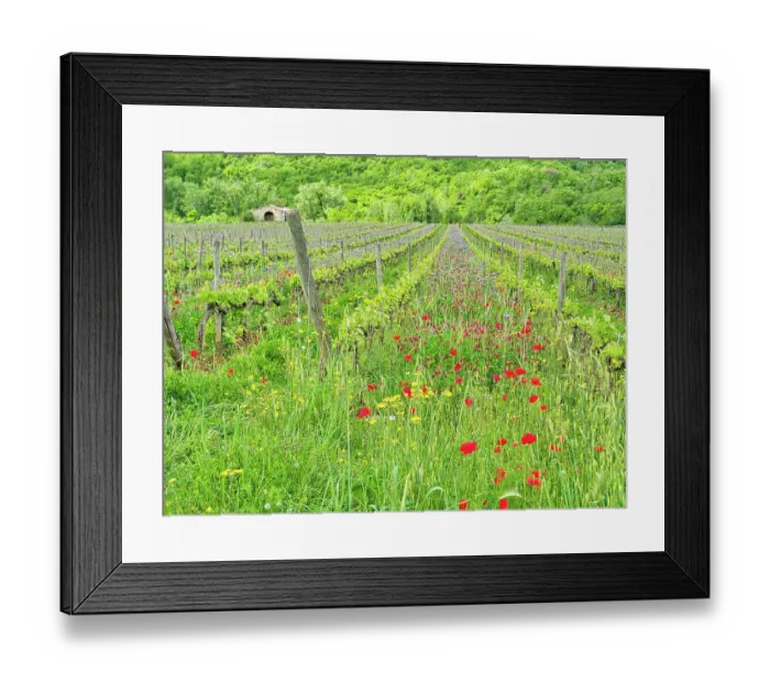 Framed Print : Italy, Tuscany. Fresh Spring vineyards with wildflowers Framed Print : Italy, Tuscany. Fresh Spring vineyards with wildflowers