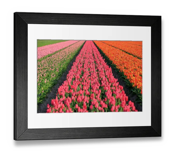 Framed Print : Netherlands, North Holland, Schagerbrug, Grote Sloot. Fields of tulips