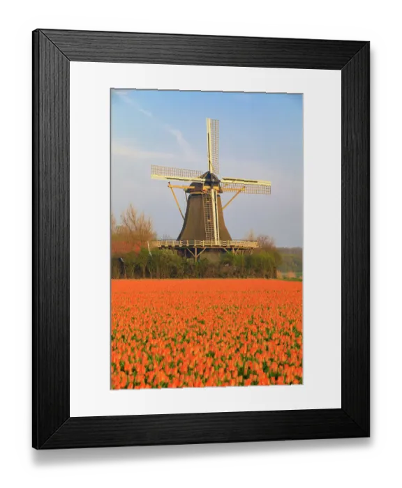 Framed Print : Netherlands, North Holland. Tulips in fields around Het Zand. Windmill in distance Framed Print : Netherlands, North Holland. Tulips in fields around Het Zand. Windmill in distance