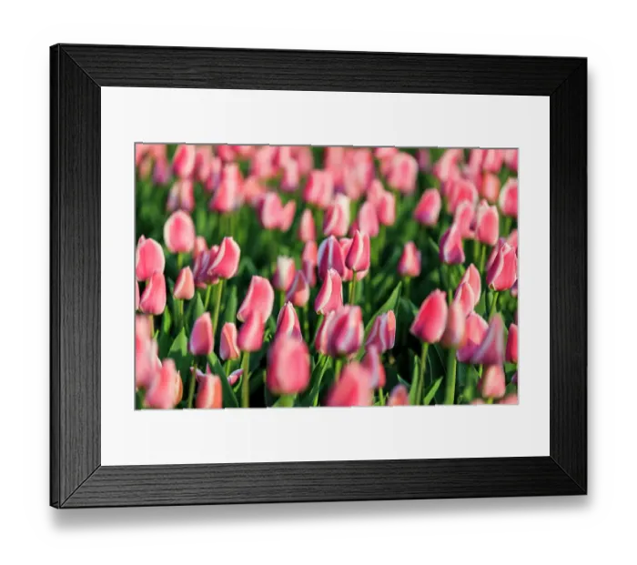 Framed Print : Netherlands, North Holland, Schagerbrug, Grote Sloot. Fields of tulips Framed Print : Netherlands, North Holland, Schagerbrug, Grote Sloot. Fields of tulips