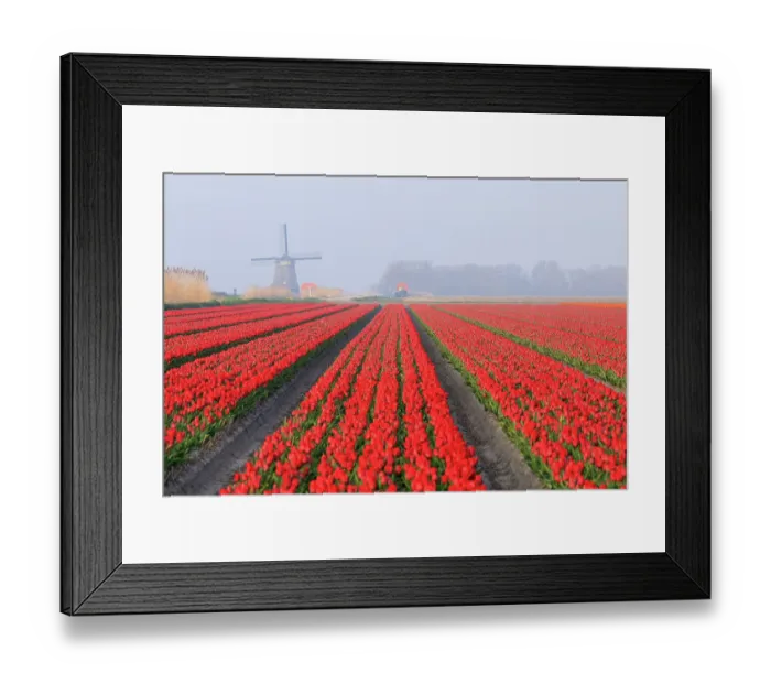 Framed Print : Netherlands, North Holland. Tulips in fields around Het Zand. Windmill in distance Framed Print : Netherlands, North Holland. Tulips in fields around Het Zand. Windmill in distance