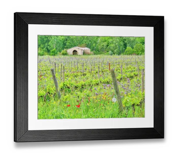 Framed Print : Italy, Tuscany. Fresh Spring vineyards with wildflowers Framed Print : Italy, Tuscany. Fresh Spring vineyards with wildflowers