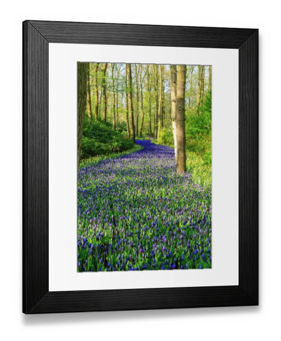 Framed Print : Netherlands, Zuid Holland, Lisse. Muscari armeniacum (Blue Grape Hyacinth) Framed Print : Netherlands, Zuid Holland, Lisse. Muscari armeniacum (Blue Grape Hyacinth)