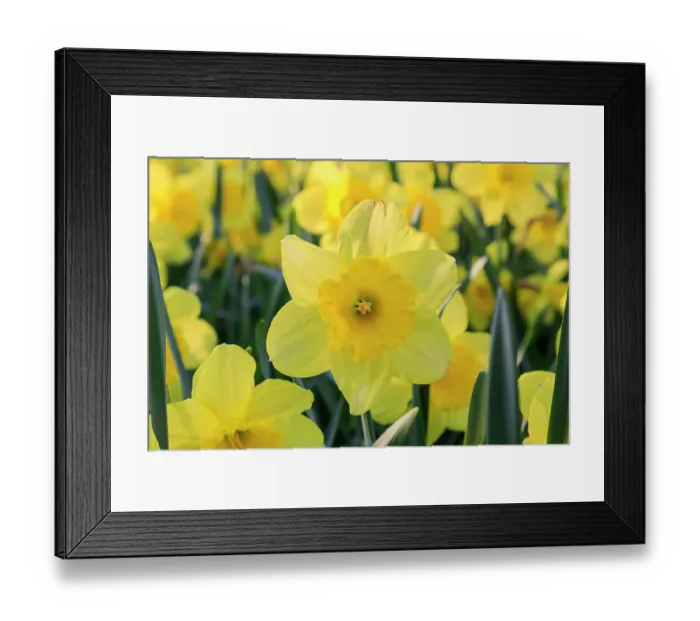 Framed Print : Netherlands, Zuid Holland, Lisse. Daffodils Framed Print : Netherlands, Zuid Holland, Lisse. Daffodils