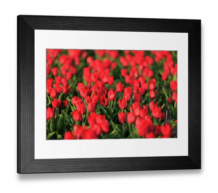 Framed Print : Netherlands, North Holland. Tulips in fields around Het Zand Framed Print : Netherlands, North Holland. Tulips in fields around Het Zand