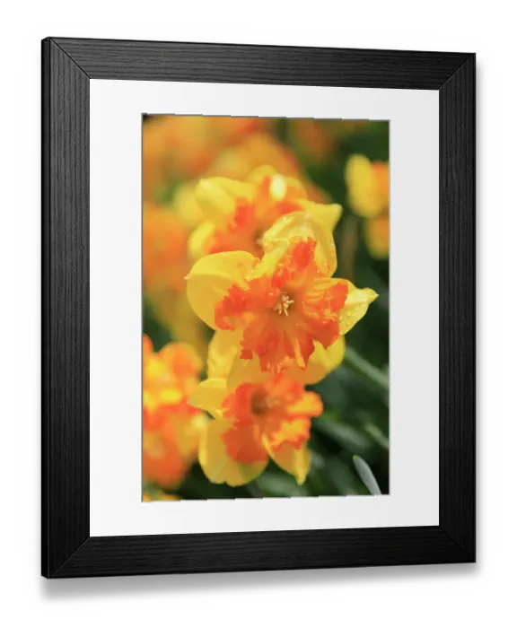 Framed Print : Netherlands, Zuid Holland, Lisse. Daffodil