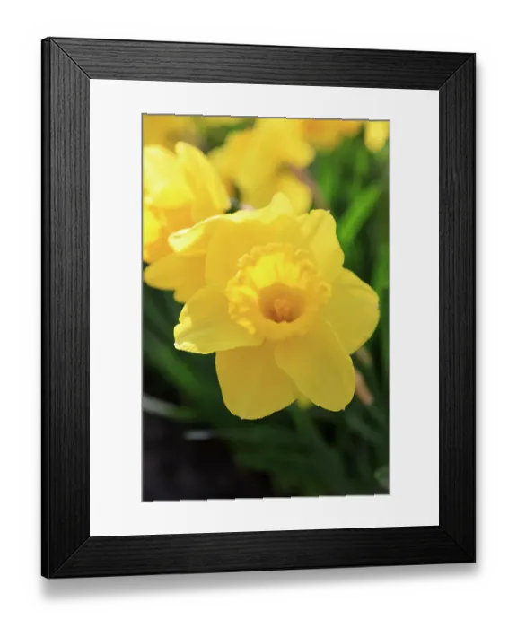 Framed Print : Netherlands, Zuid Holland, Lisse. Daffodil Framed Print : Netherlands, Zuid Holland, Lisse. Daffodil