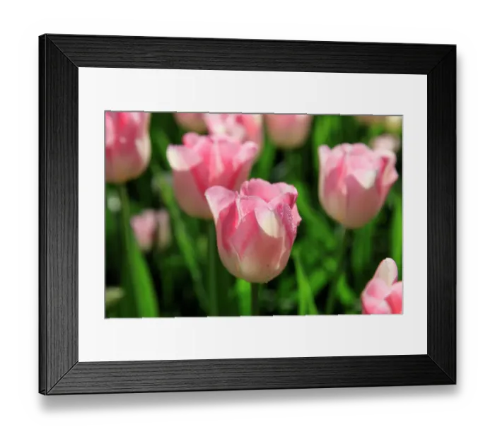 Framed Print : Netherlands, Zuid Holland, Lisse. Tulips Framed Print : Netherlands, Zuid Holland, Lisse. Tulips