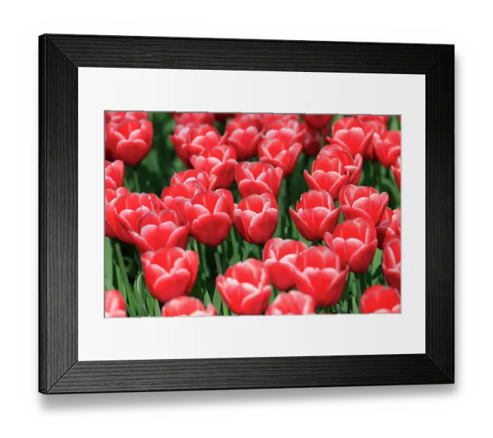 Framed Print : Netherlands, Zuid Holland, Lisse. Tulips Framed Print : Netherlands, Zuid Holland, Lisse. Tulips