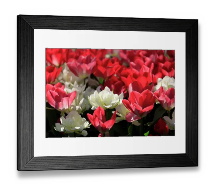Framed Print : Netherlands, Zuid Holland, Lisse. Tulips