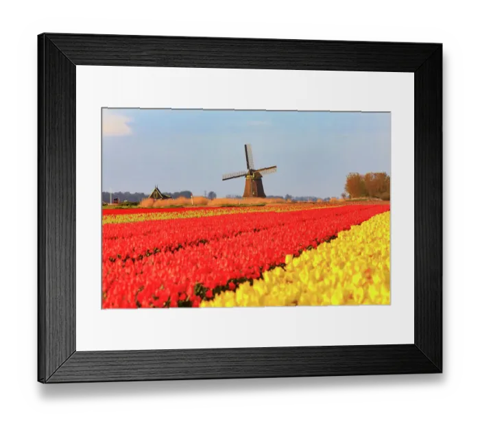 Framed Print : Netherlands, Noth Holland. Het Zand. Tulip fields. Windmill in background Framed Print : Netherlands, Noth Holland. Het Zand. Tulip fields. Windmill in background