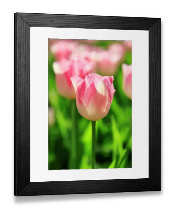 Framed Print : Netherlands, Zuid Holland, Lisse. Tulips Framed Print : Netherlands, Zuid Holland, Lisse. Tulips