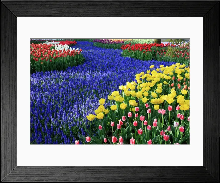 Framed Print : Netherlands, Zuid Holland, Lisse. Tulips. Hyacinths. Muscari armeniacum (Blue Grape Hyacinth). Daffodils Framed Print : Netherlands, Zuid Holland, Lisse. Tulips. Hyacinths. Muscari armeniacum (Blue Grape Hyacinth). Daffodils