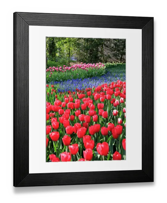 Framed Print : Netherlands, Zuid Holland, Lisse. Tulips Framed Print : Netherlands, Zuid Holland, Lisse. Tulips