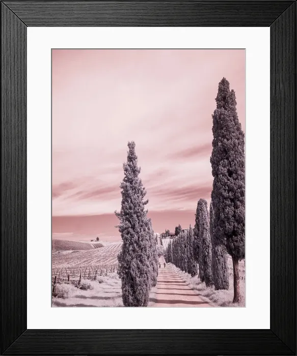 Framed Print : Italy. Infrared of cypress entrance