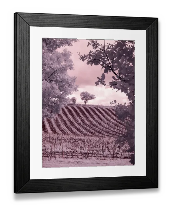 Framed Print : Italy. Infrared of vineyards in Chianti region Framed Print : Italy. Infrared of vineyards in Chianti region