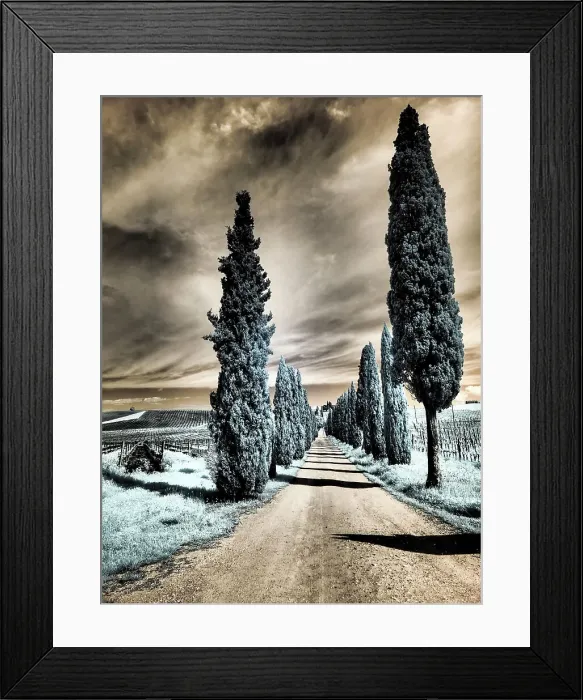 Framed Print : Italy. Infrared of cypress entrance