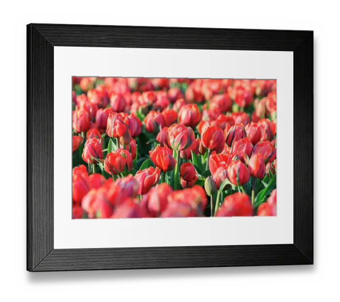 Framed Print : Netherlands, Noth Holland. Het Zand. Tulip fields Framed Print : Netherlands, Noth Holland. Het Zand. Tulip fields