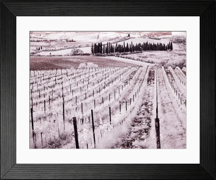 Framed Print : Italy. Infrared of vineyards of Chianti Region