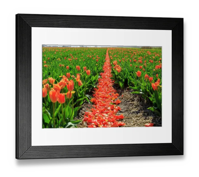 Framed Print : Netherlands, Noth Holland. Callantsoog. Dutch tulips in field Framed Print : Netherlands, Noth Holland. Callantsoog. Dutch tulips in field