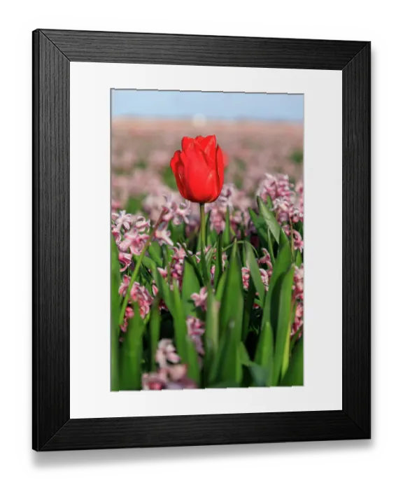 Framed Print : Netherlands, Noth Holland. Callantsoog. Dutch tulips in field of hyacinths