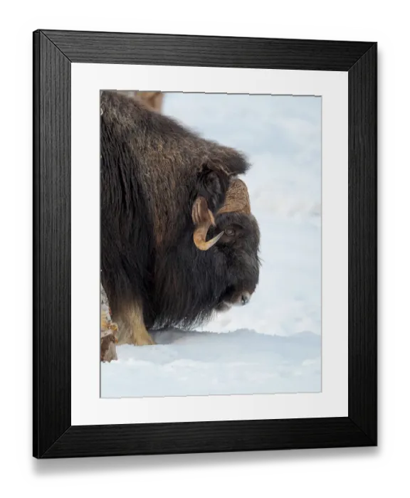 Framed Print : Young bull muskox in deep snow during winter. Scandinavia, Norway, Bardu, Polar Park
