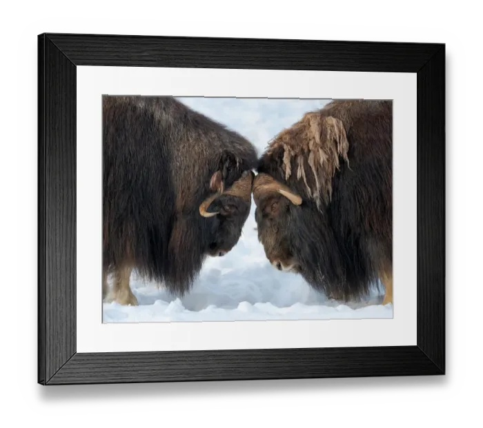 Framed Print : Bulls fighting. muskox in deep snow during winter. Scandinavia, Norway, Bardu, Polar Park Framed Print : Bulls fighting. muskox in deep snow during winter. Scandinavia, Norway, Bardu, Polar Park