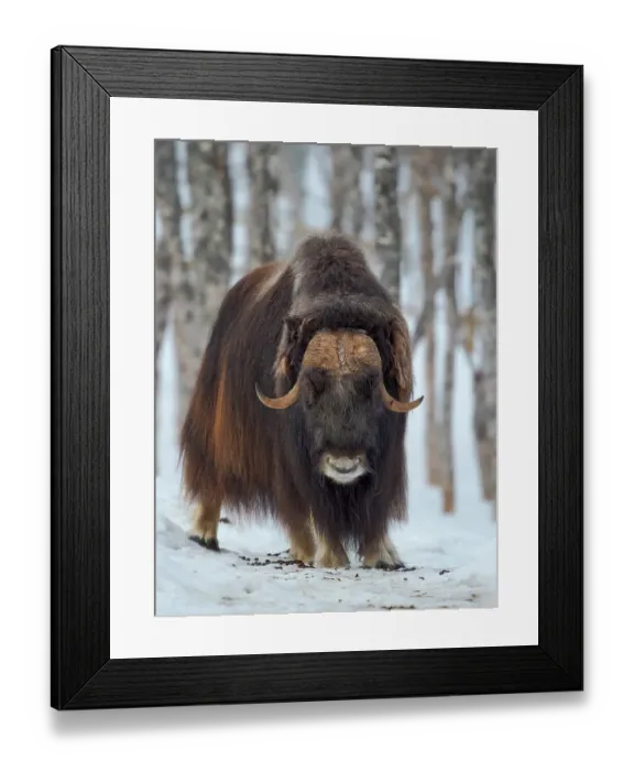 Framed Print : Male muskox in deep snow during winter. Scandinavia, Norway, Bardu, Polar Park