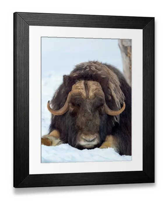 Framed Print : Male muskox in deep snow during winter. Scandinavia, Norway, Bardu, Polar Park