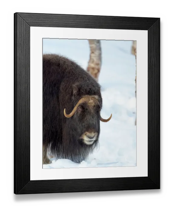 Framed Print : Female muskox in deep snow during winter. Scandinavia, Norway, Bardu, Polar Park