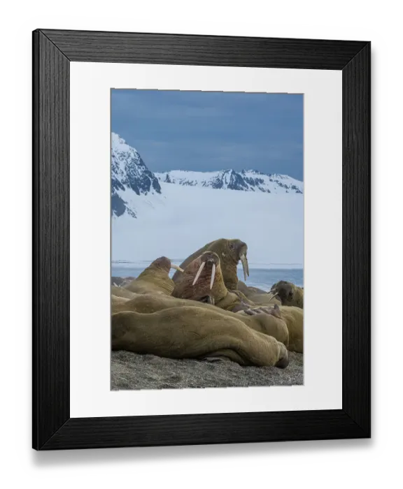 Framed Print : Svalbard, Norway. Colony of Atlantic walrus sparring and showing their tusks Framed Print : Svalbard, Norway. Colony of Atlantic walrus sparring and showing their tusks