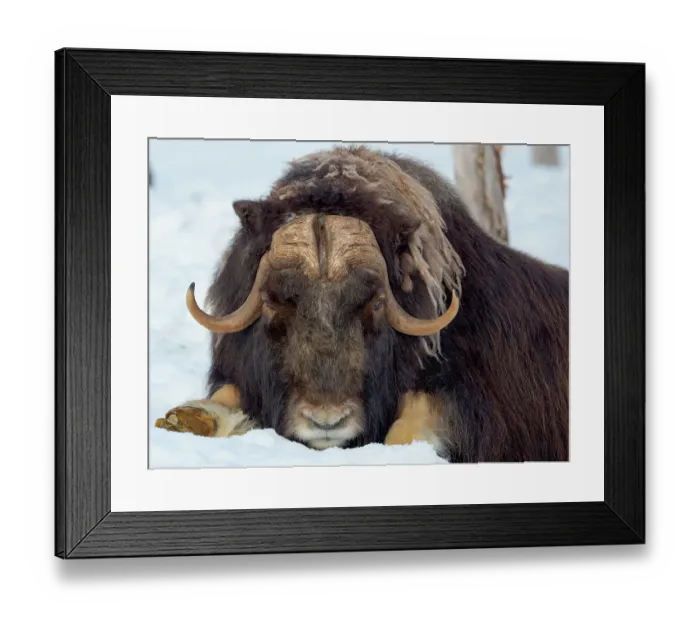 Framed Print : Male muskox in deep snow during winter. Scandinavia, Norway, Bardu, Polar Park