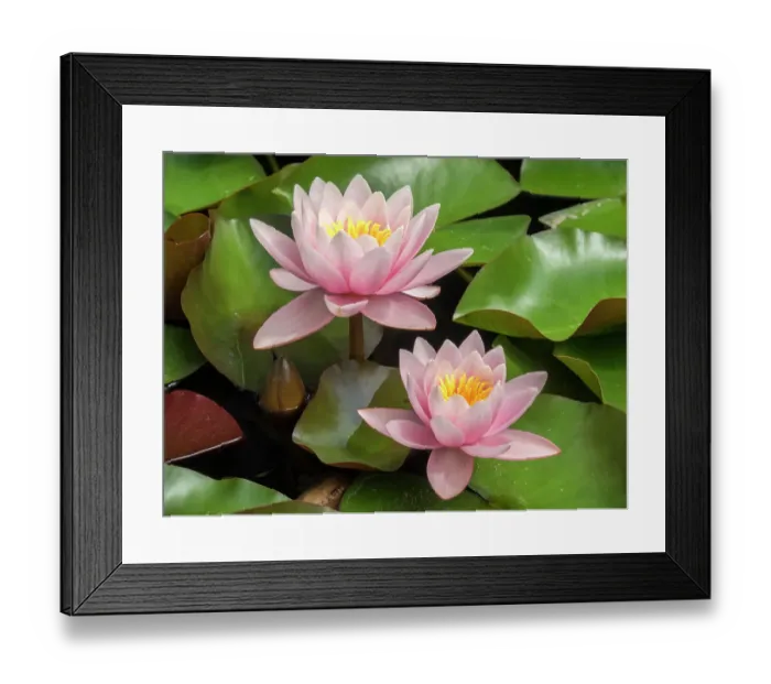 Framed Print : Portugal, Lisbon. Beautiful pink lily in a pond near the Jeronimos Monastery (Mosteiro dos Jeronimos)