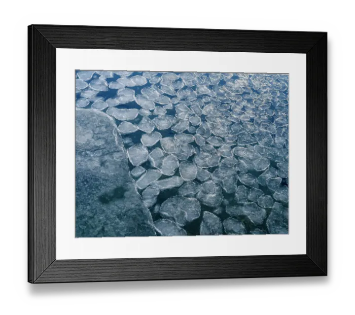 Framed Print : Pancake ice, process of forming of sea ice. Coast of Colesbukta part of Isfjorden during winter, on the island of Spitsbergen in the Svalbard Archipelago. Arctic, Norway