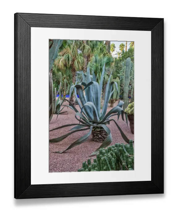Framed Print : Morocco, Marrakech. Majorelle Garden (Jardin Majorelle) Framed Print : Morocco, Marrakech. Majorelle Garden (Jardin Majorelle)